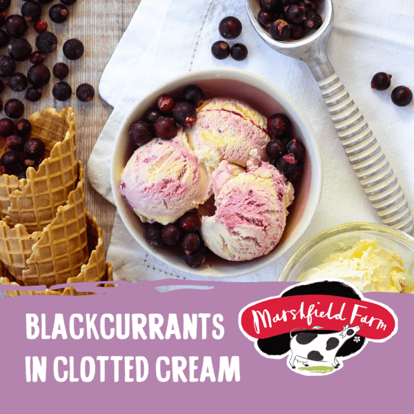 Marshfield Blackcurrant & Clotted Cream