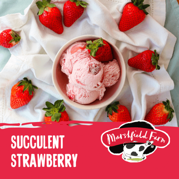 Marshfield Succulent Strawberry